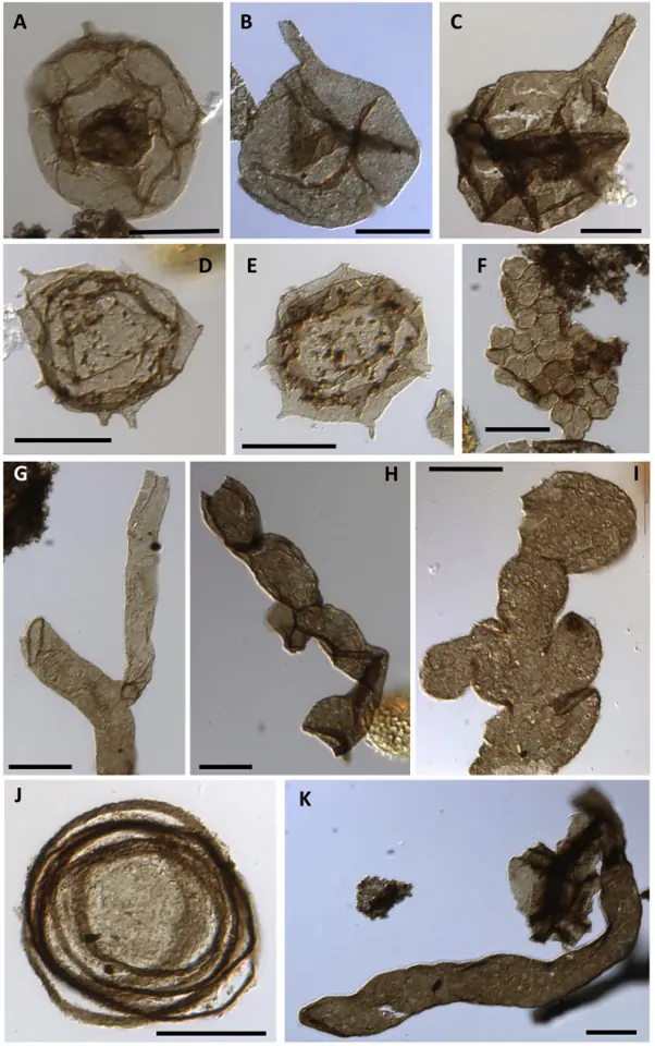 Acritarches et autres microfossiles à paroi organique d’âge néoprotérozoïque, arrachés à des roches plus anciennes et redéposés dans des couches bien plus jeunes. Carotte de forage de Mingolsheim (Allemagne). Chaque barre d’échelle représente 20 micromètres.