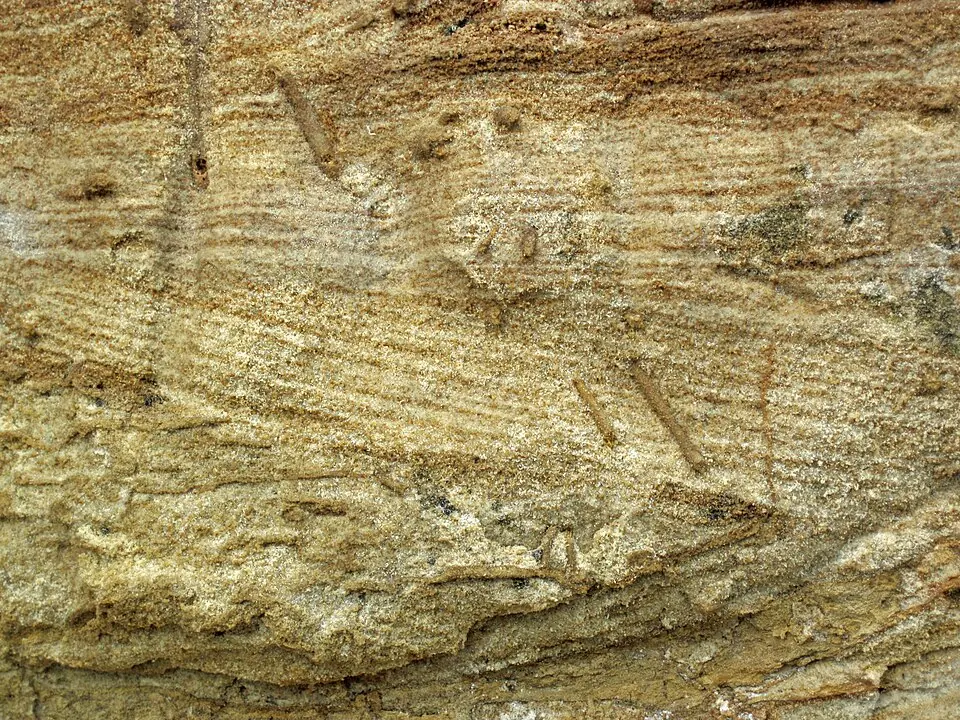 Skolithos, des terriers verticaux creusés par des animaux dans un sable devenu grès (Cambrien supérieur du Minnesota).