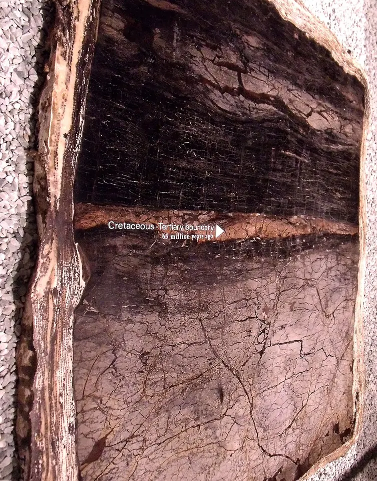 The Cretaceous-Palaeogene boundary in a panel of rock from southern Alberta, at the Royal Tyrrell Museum: the thin pale line is the clay that holds the iridium.
