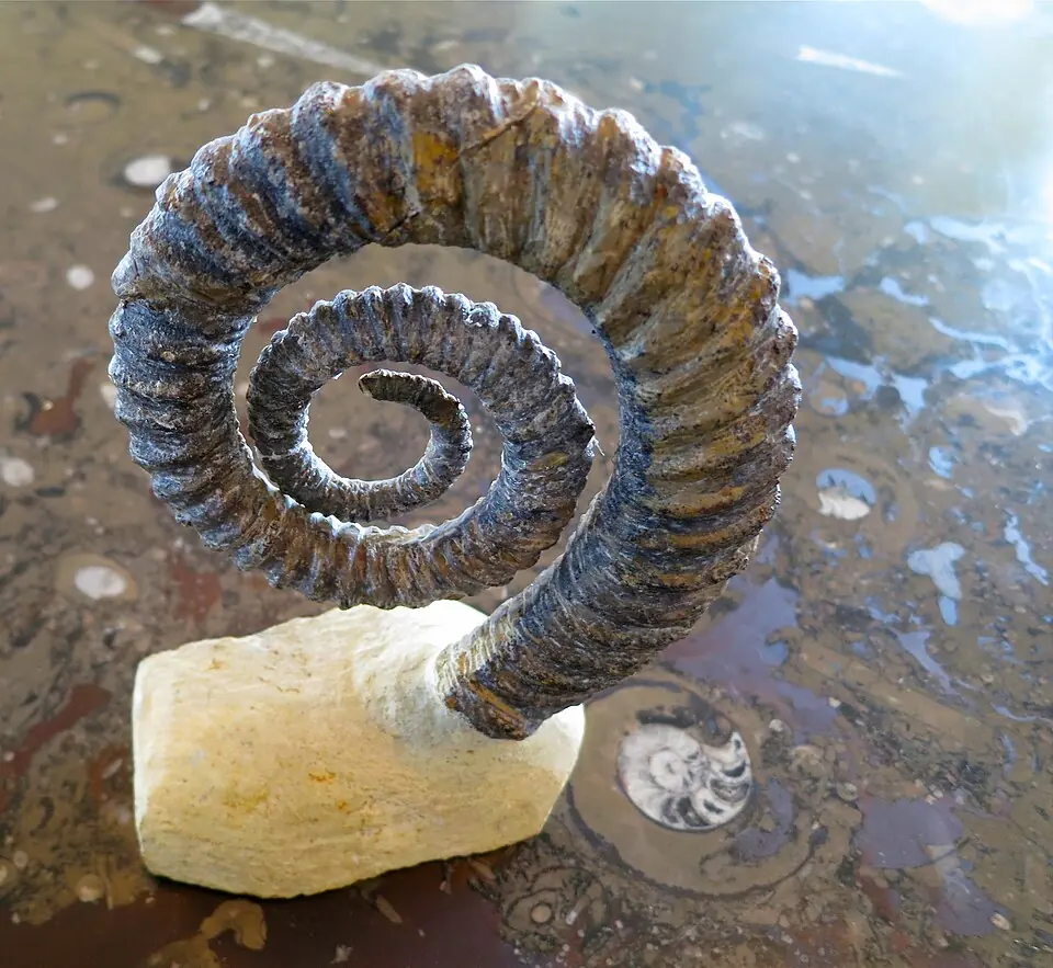 An ammonoid of Emsian age (a subdivision of the Devonian), about 400 million years old, found in Morocco. The whorls of its shell stand apart from one another.