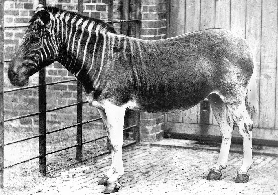 Un quagga, un équidé aujourd’hui éteint, au zoo de Londres, à Regent’s Park, photographié par F. York en 1870.