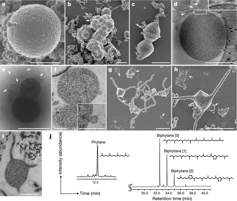 Cellules de l’archée d’Asgard Prometheoarchaeum syntrophicum, souche MK-D1, au microscope électronique (a à i), et analyse de ses lipides (j).