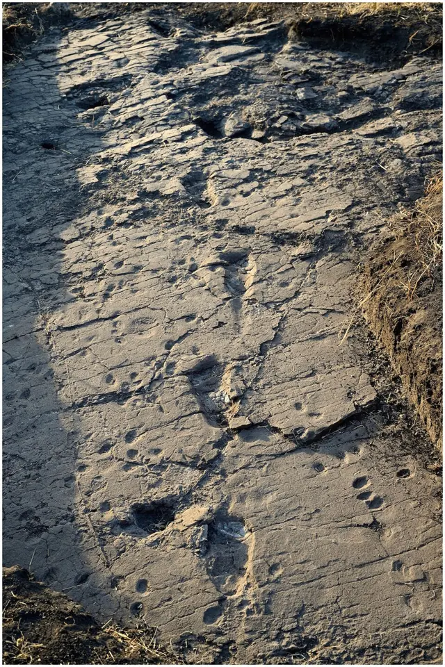 Footprints of hominins, members of the human lineage, in the volcanic ash of Laetoli, Tanzania, uncovered at site S in the trench called L8.