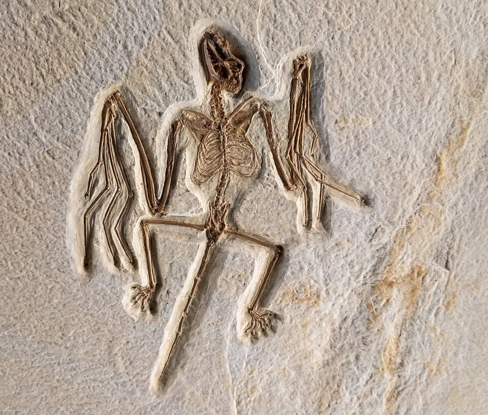 Fossil of Onychonycteris finneyi, a bat, displayed at Fossil Butte National Monument, Wyoming.