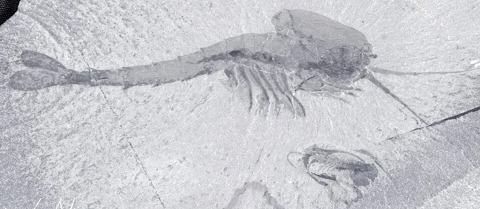 Waptia fieldensis, an arthropod from the Burgess Shale, Walcott Quarry, Canada, seen from the side. Specimen USNM 114259, Smithsonian National Museum of Natural History.