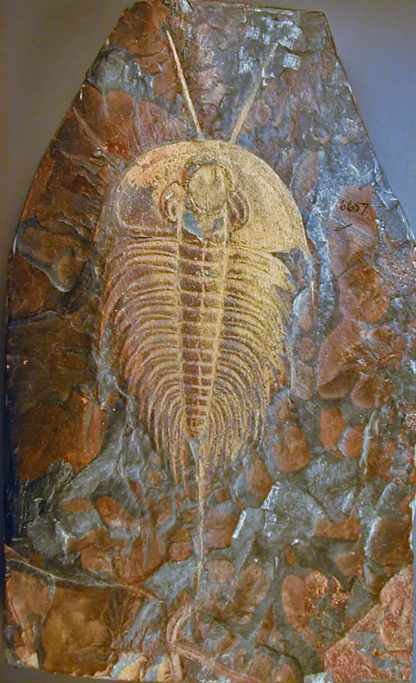 Olenellus thompsoni, un trilobite du Cambrien inférieur de Pennsylvanie, aux antennes conservées. Spécimen YPM 6657 du Yale Peabody Museum.