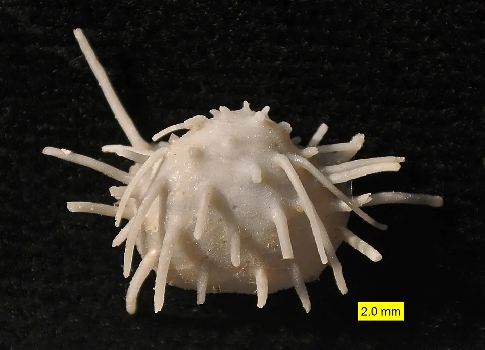Half of a shell bristling with spines: it belonged to a brachiopod of the productid group and comes from the Glass Mountains of Texas. It dates from the Middle Permian, the epoch to which the Capitanian belongs. Brachiopods are two-shelled marine animals, and the extinction removed most of them. The scale bar represents 2 millimetres.