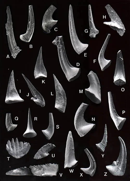 Conodont elements, the hard tooth-like pieces of these animals, from south-eastern Missouri, under the scanning electron microscope.
