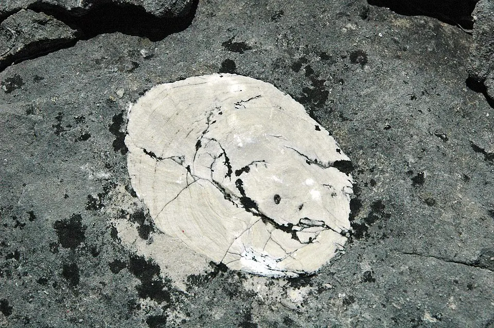 A stromatoporoid, a fossil sponge with a limestone skeleton, in the Columbus Limestone, Middle Devonian of Ohio.