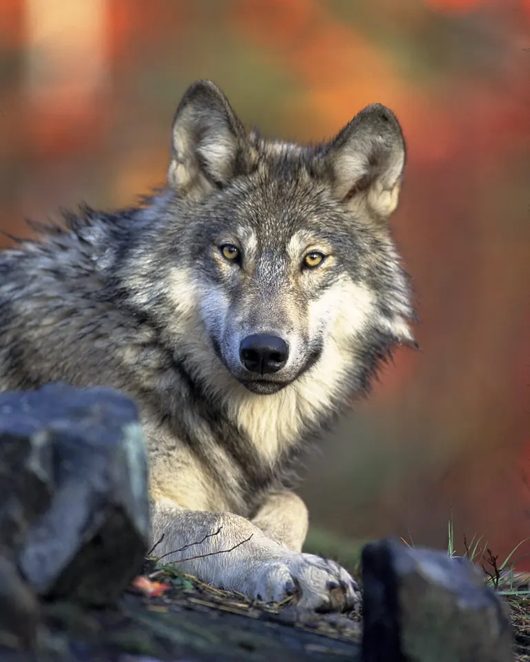 Un loup gris (Canis lupus), l’espèce dont le chien descend.