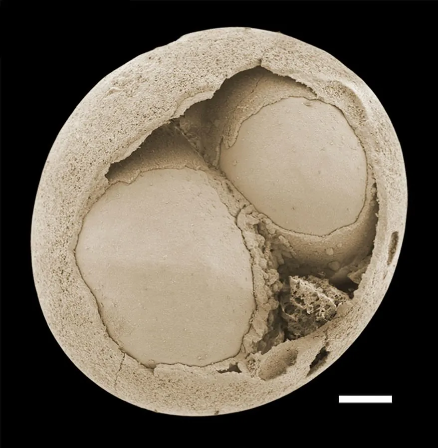 Fossile en forme d’embryon, au stade de deux cellules, du biote de Weng’an (formation de Doushantuo). La barre d’échelle représente 100 micromètres.