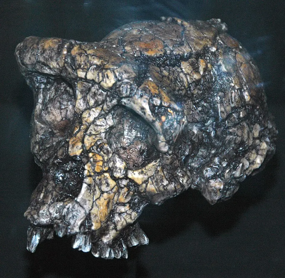 Réplique du crâne de Sahelanthropus tchadensis, au Field Museum of Natural History, à Chicago.