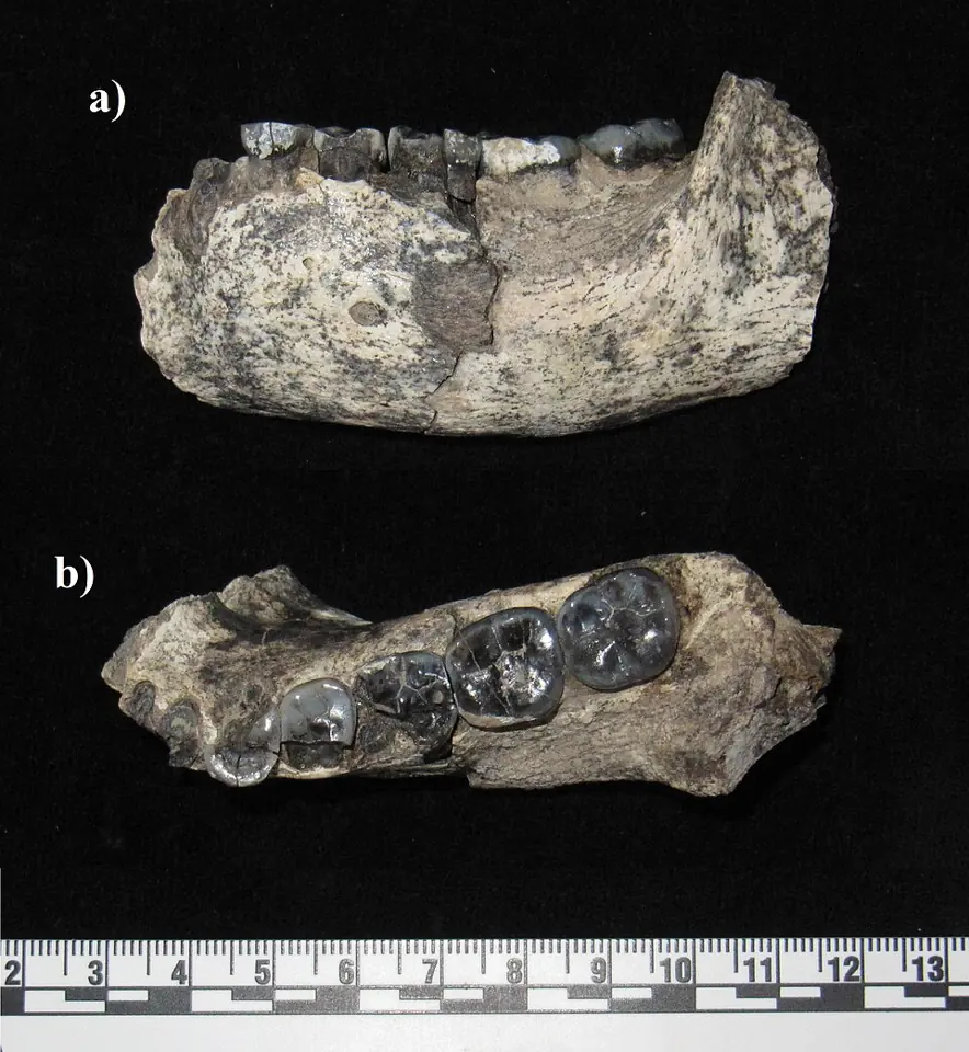 The LD 350-1 jaw, from Ledi-Geraru, Ethiopia, seen from the side (a) and from above (b).