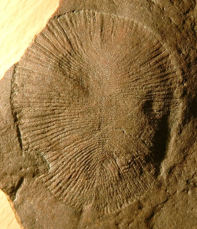 Dickinsonia costata, un organisme de l’Édiacarien, dans un grès d’Ediacara (Flinders Ranges, Australie-Méridionale). Spécimen SAM P13750/P40679, long d’environ 7,7 centimètres, South Australian Museum.