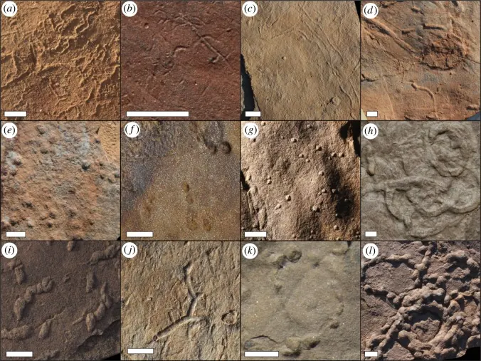 Trace fossils, the marks left by animals moving on or in the sediment, from rocks of the Nama Group, in Namibia.
