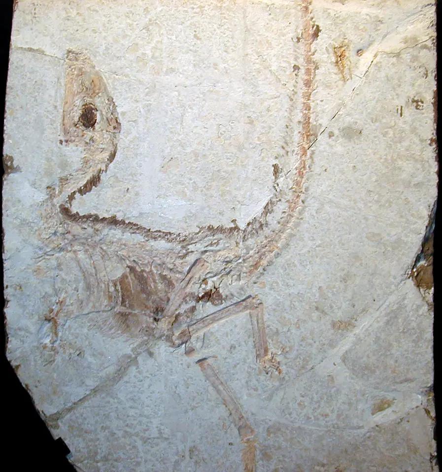 Sinosauropteryx prima, a feathered dinosaur from the Cretaceous of Liaoning, China. Part of the holotype (the reference specimen of the species), NGMC 2123, National Geological Museum of China.