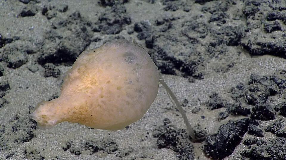 A living sponge, of the kind called glass sponges, on its stalk. It was photographed in 2016 on the deep sea floor near the Mariana Islands.