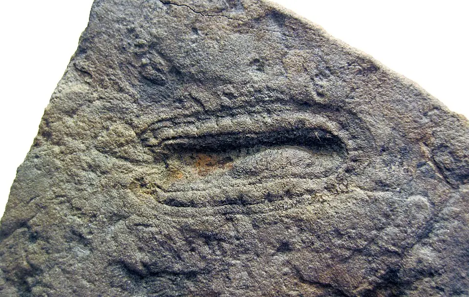Kimberella quadrata, an Ediacaran animal, in sandstone from the White Sea region, Russia. The fossil is about 2.5 centimetres long.