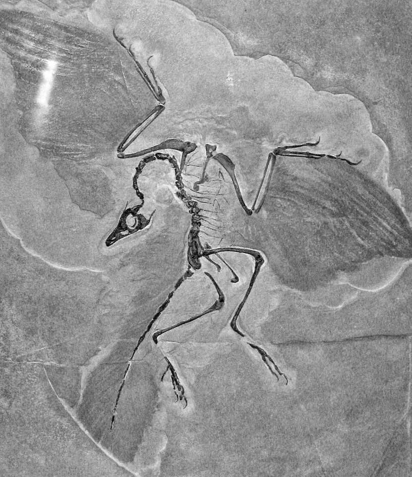 Archaeopteryx lithographica : réplique du spécimen de Berlin, MB Av 101, trouvé dans le calcaire de Solnhofen (Allemagne). Carnegie Museum of Natural History.