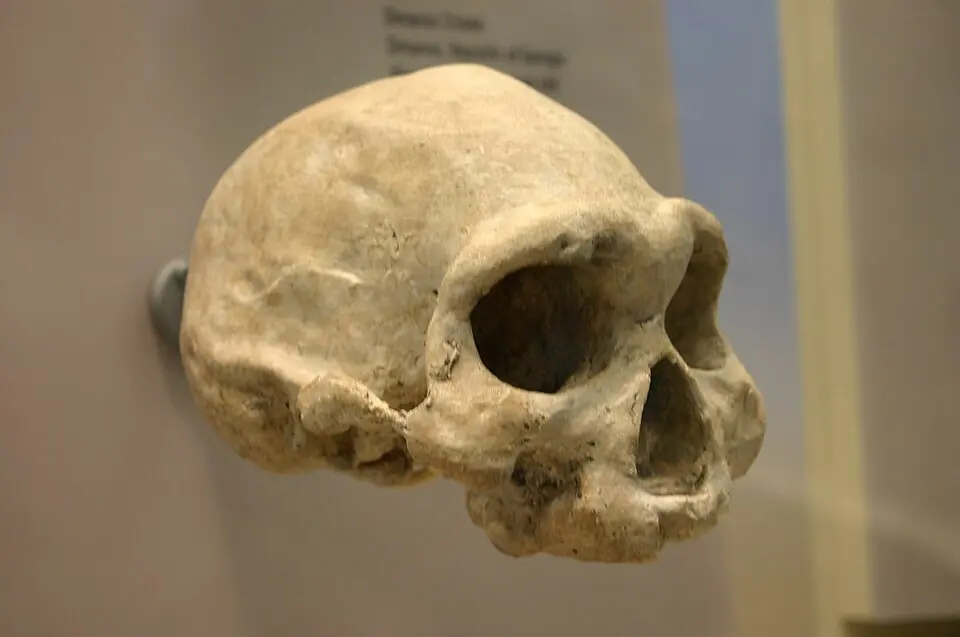 L’un des crânes d’homininés trouvés à Dmanissi, en Géorgie (numéro de catalogue D 3444), photographié dans la galerie des origines humaines du Smithsonian National Museum of Natural History, à Washington.