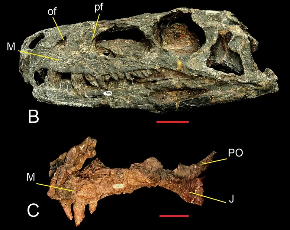 Skull of the dinosaur Herrerasaurus, specimen PVSJ 407, seen from the left; below it, an isolated bone of the upper jaw. Each scale bar is 5 centimetres.