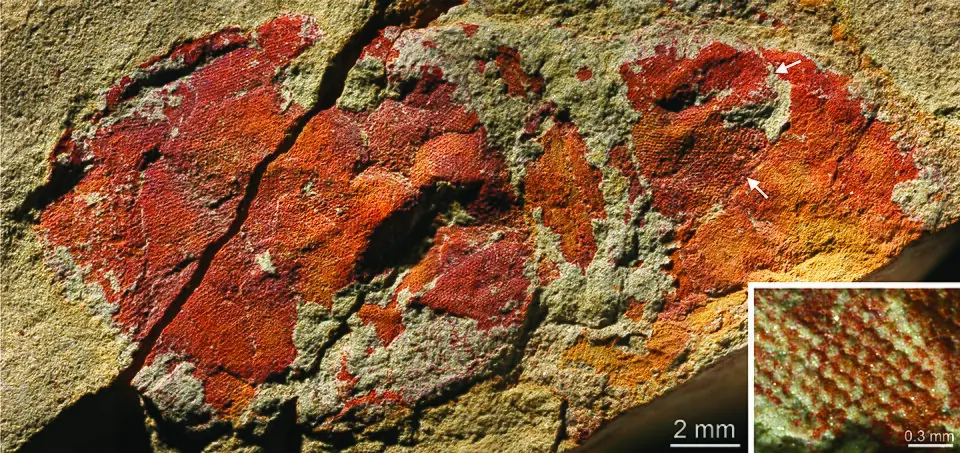 A fossil compound eye of Anomalocaris, a predator of the Cambrian seas, from South Australia. The inset shows its lenses; the scale bar is 2 millimetres.