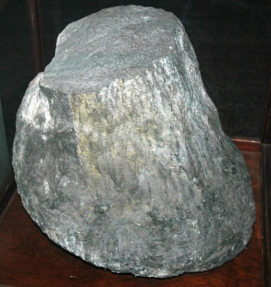 Fossil trunk of Eospermatopteris from Gilboa, New York State. Specimen FMNH P21740, Field Museum, Chicago.