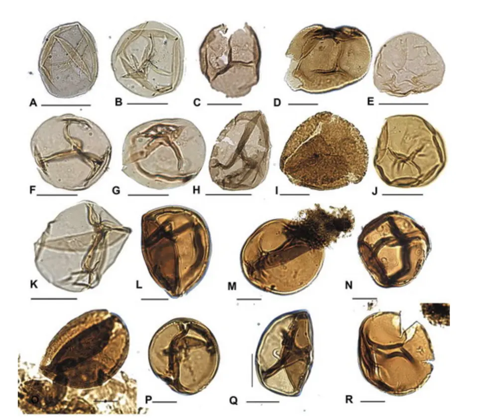 Spores of early land plants from a drill core at Borenshult, Sweden: cryptospores of Darriwilian age (labelled L to R) and trilete spores of Sandbian age (A to K), two subdivisions of the Ordovician. Each scale bar is 20 micrometres.