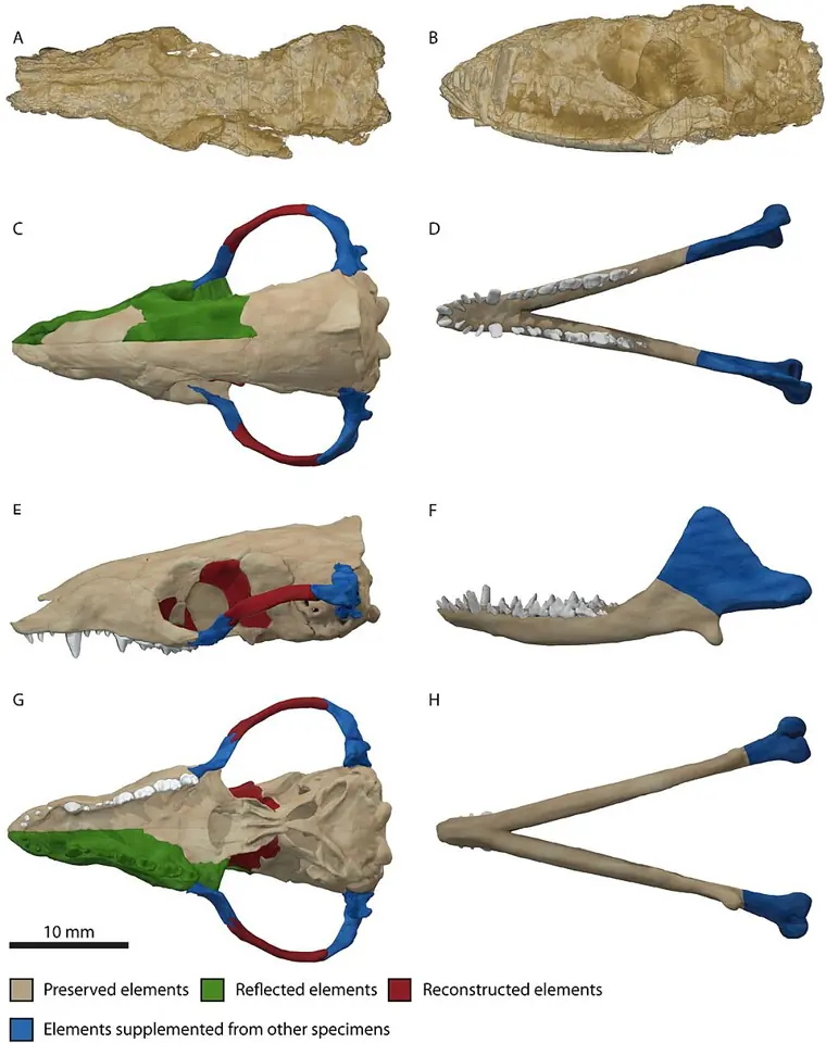 Digital models of the skull of Morganucodon oehleri, one of the earliest mammaliaforms: the fossil as preserved (A, B), then the restored skull (C, E, G) and lower jaw (D, F, H). In the restored models, the preserved parts are in beige, those mirrored from the opposite side in green, those reconstructed in red and those taken from other specimens in blue. The scale bar represents 10 millimetres.