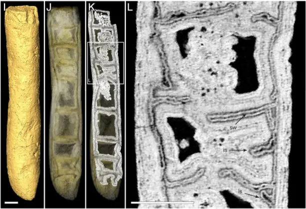 Rafatazmia chitrakootensis, a fossil filament from central India that the authors of its description interpret as a red alga, imaged by X-ray tomography: the surface on the left, then sections that show its cells.