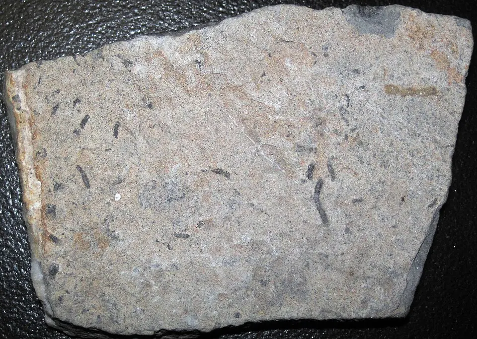 Cloudina fossils from Corumbá, Brazil, about 550 million years old: the dark tubes are the shells.