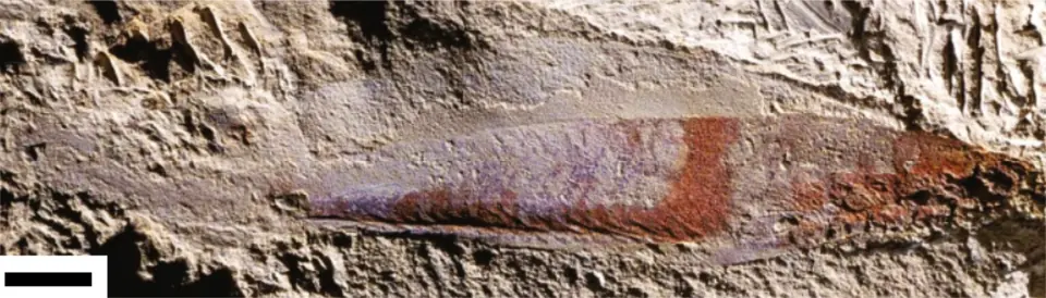 Myllokunmingia fengjiaoa, a vertebrate of the Cambrian, from the Chengjiang biota, China. Specimen RCCBYU-10200a; the scale bar is 1 millimetre.