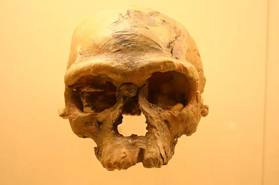 Le crâne Jebel Irhoud 1, trouvé à Jebel Irhoud, au Maroc, photographié dans la galerie des origines humaines du Smithsonian National Museum of Natural History, à Washington.