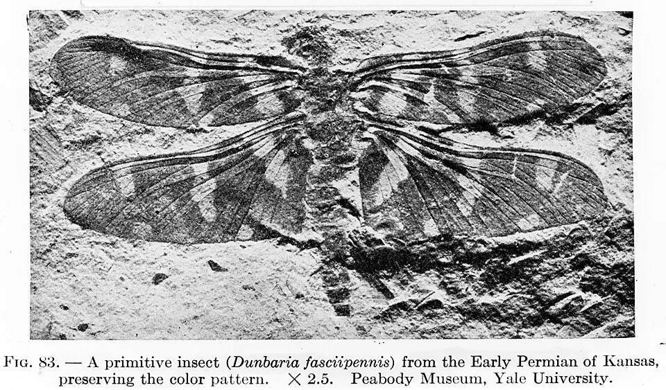 Dunbaria fasciipennis, a winged insect from the Lower Permian of Kansas, whose fossil keeps the colour pattern of the wings. Peabody Museum, Yale University.