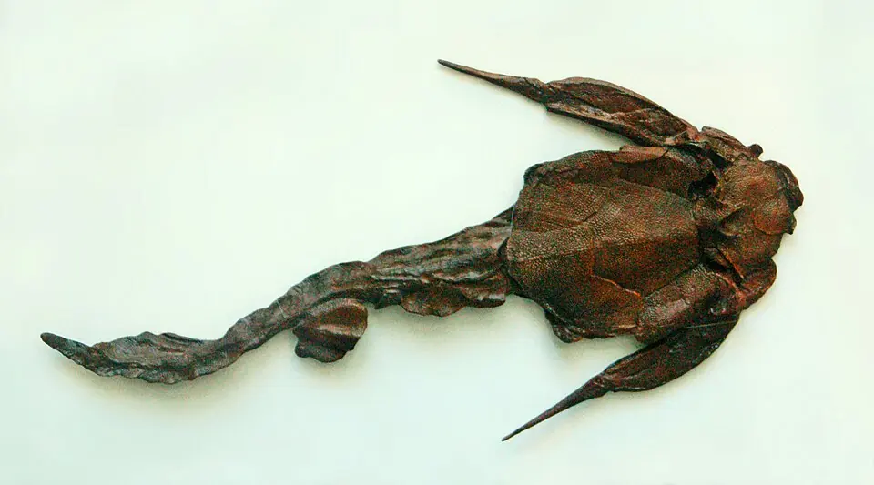 A cast of Bothriolepis canadensis, a placoderm, that is, an armoured fish. The fossils from China described in the entry include placoderms; this one belongs to another species.