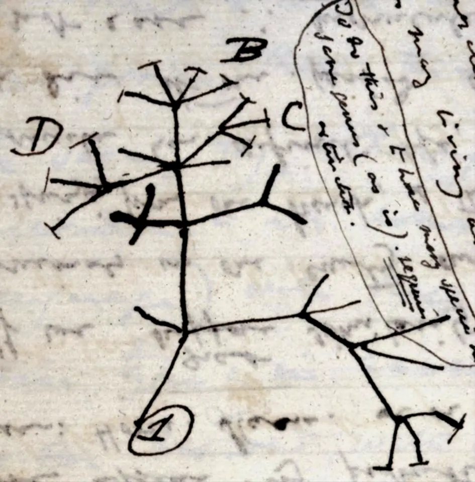 The first evolutionary tree that Charles Darwin drew, in a notebook of 1837: every branch goes back to a single starting point, marked 1.