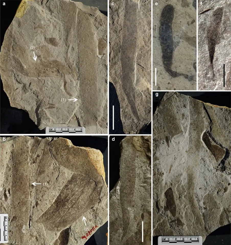 Macroscopic fossils, that is, fossils visible to the naked eye, in rocks of the Gaoyuzhuang Formation, in northern China: ribbon-shaped and tongue-shaped forms preserved on the surface of the rock.