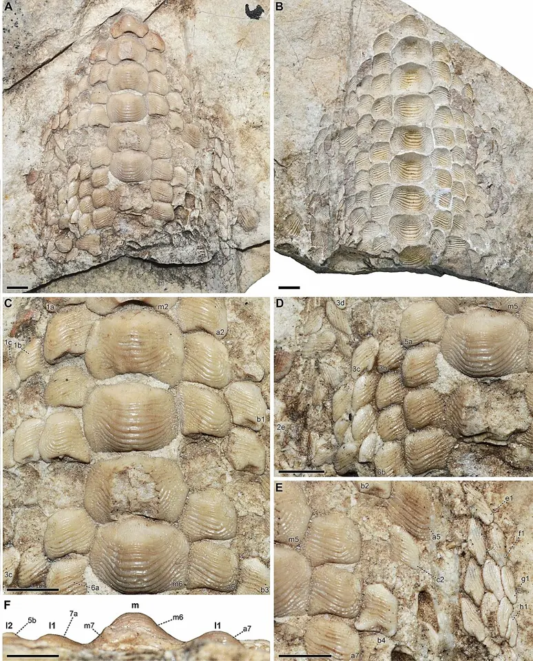 Lower tooth plate of the shark Ptychodus decurrens, from the Turonian (a subdivision of the Upper Cretaceous) of Croatia: a pavement of flat teeth. Specimen CNHM 9350.