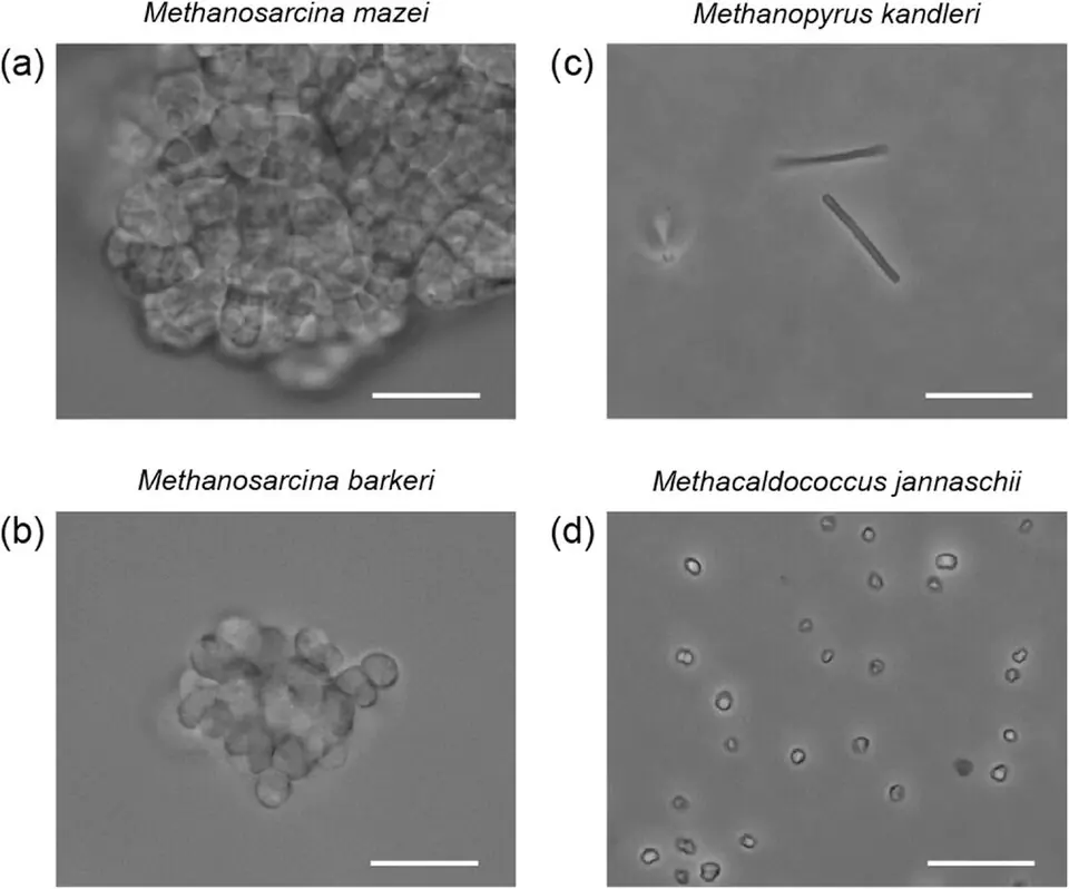 Quatre méthanogènes actuels au microscope optique : Methanosarcina mazei (a), Methanosarcina barkeri (b), Methanopyrus kandleri (c) et Methanocaldococcus jannaschii (d). Chaque barre d’échelle représente 10 micromètres.