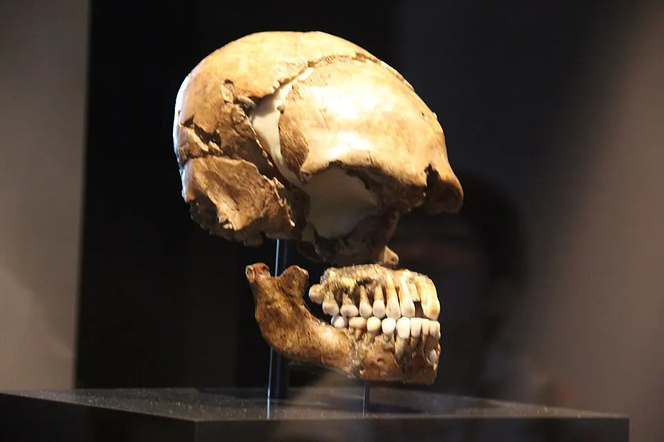 The Neanderthal skull of Le Moustier. Neues Museum, Berlin.