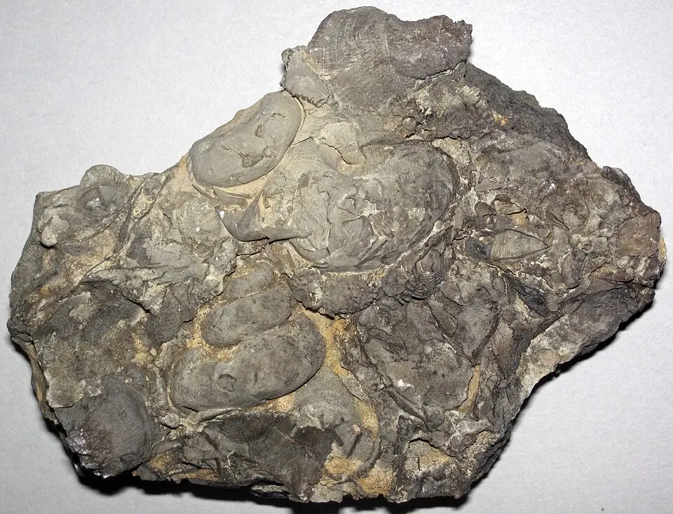 Limestone packed with fossil shells, from the Upper Ordovician of the Cincinnati area, United States.