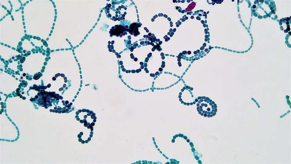 Filaments d’Anabaena, une cyanobactérie actuelle, grossis 400 fois.