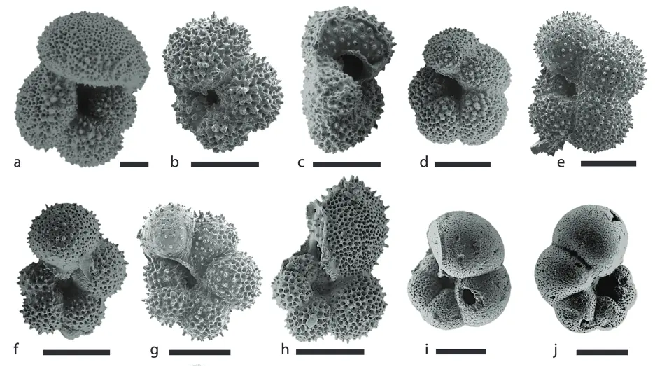 Ten species of planktic foraminifera, shelled single-celled organisms that drift in the sea, found in sediments laid down during the Palaeocene-Eocene Thermal Maximum, in southern Maryland. Each scale bar represents 150 micrometres.