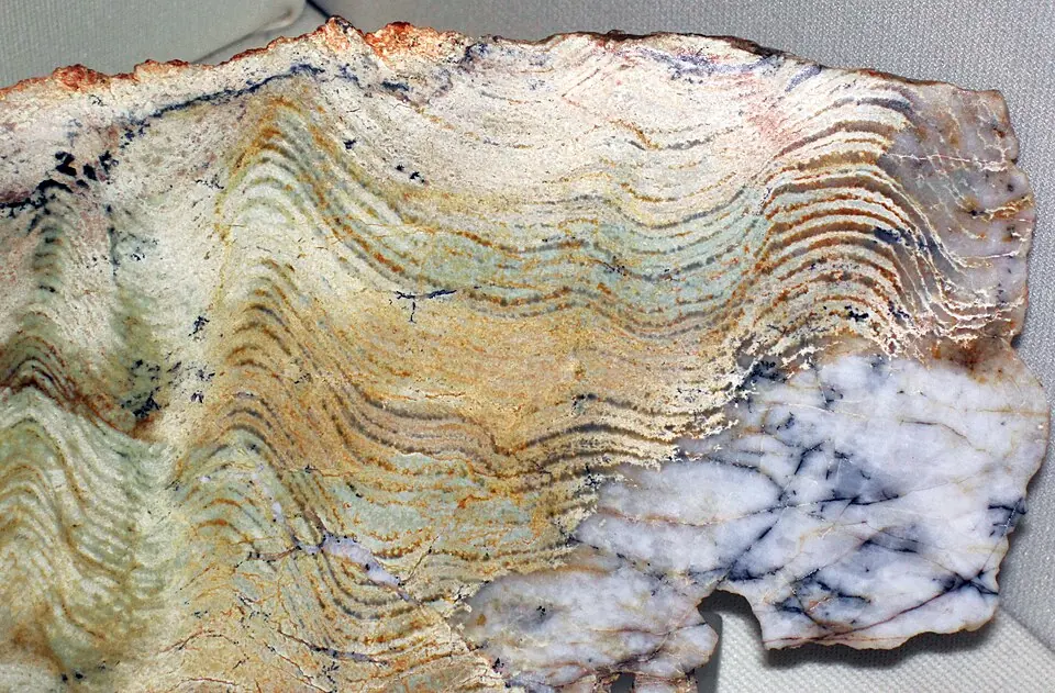 Stromatolite de la formation de Strelley Pool (Pilbara, Australie-Occidentale), vieux de 3,35 à 3,46 milliards d’années. Des tapis microbiens ont déposé ses lamines, des couches ondulées, les unes sur les autres. Collection du Cranbrook Institute of Science.