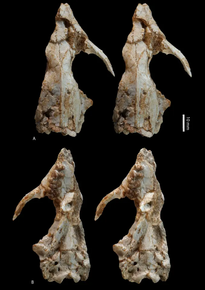 Skull of Ocepeia daouiensis, a mammal from the Palaeocene of Morocco, seen from above (A) and from below (B). The scale bar is 10 millimetres.