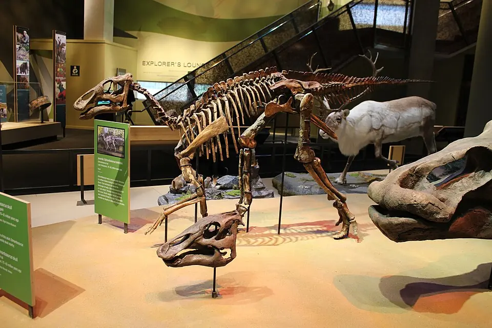 Mounted skeleton of a young Ugrunaaluk kuukpikensis, a hadrosaur from the Prince Creek Formation of Alaska, at the Perot Museum.