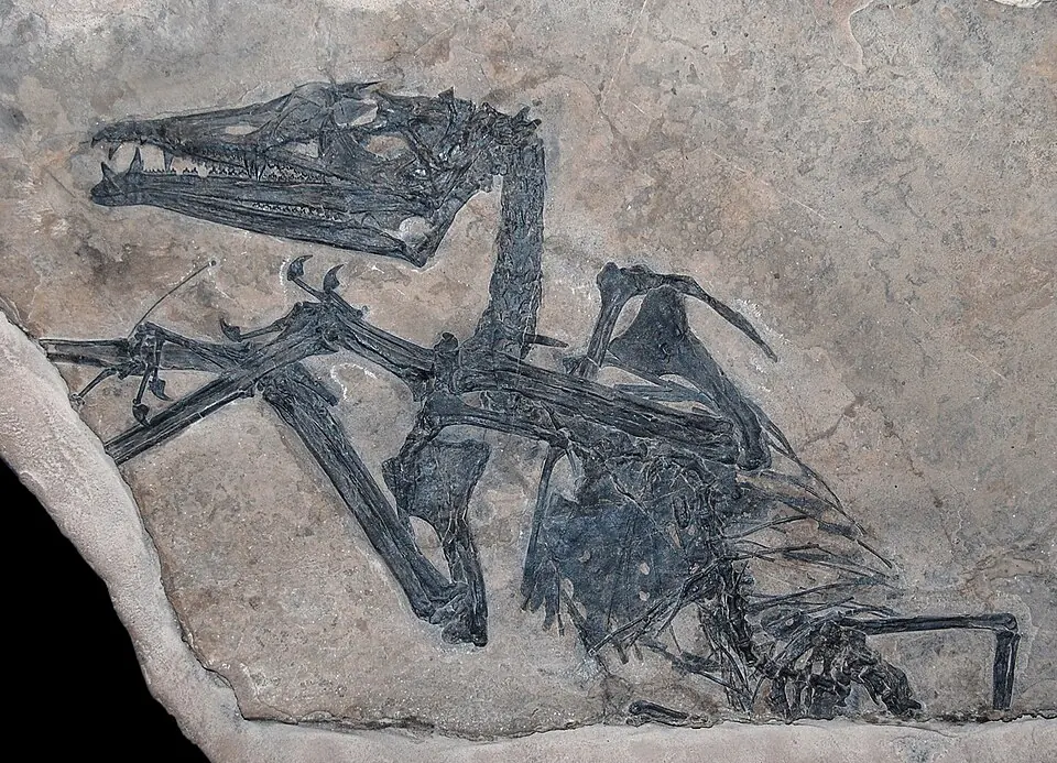Holotype (the reference specimen of the species) of Eudimorphodon ranzii, a pterosaur from the Upper Triassic of the Italian Alps. Specimen MCSNB 2888, Museo civico di scienze naturali, Bergamo.