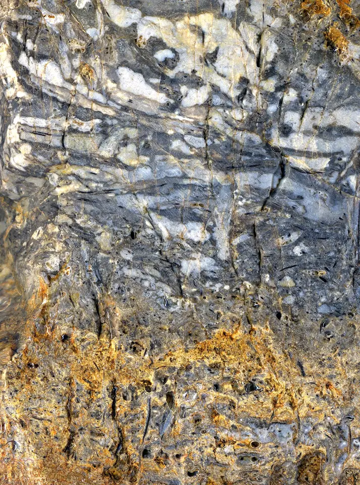 Rhynie chert, a rock made of silica, collected near Rhynie, Aberdeenshire, Scotland. The picture is 55 millimetres wide.