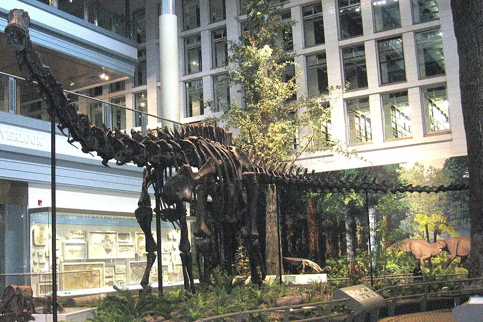 Le squelette monté de Diplodocus carnegii, un dinosaure sauropode trouvé dans le Wyoming et daté du Jurassique. C’est l’holotype, le spécimen de référence de l’espèce. Carnegie Museum of Natural History, Pittsburgh.