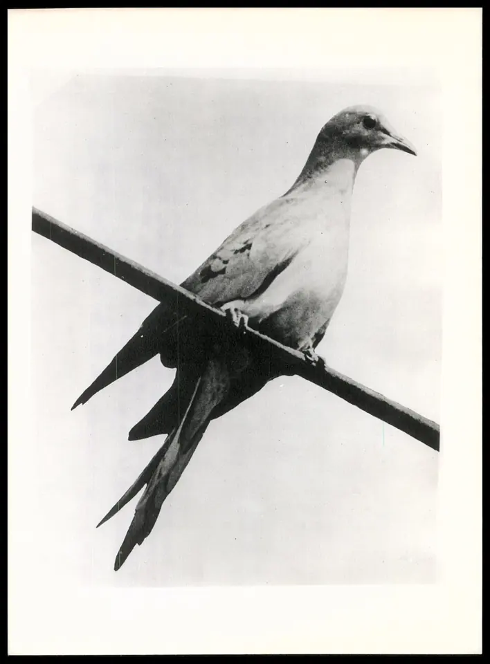 Martha, dernière représentante connue du pigeon migrateur, éclose au zoo de Cincinnati.